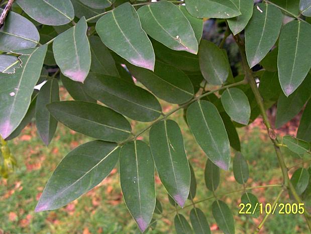 Styphnolobium japonicum (=Sophora japonica) / Sofora